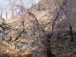 桜の森２