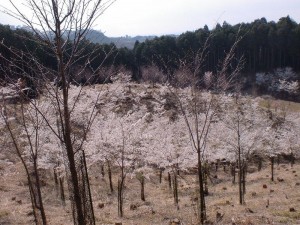 桜の森４
