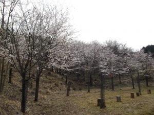 桜の丘１