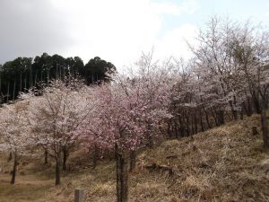 桜の丘２